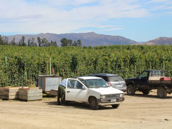 fruits vegetables packing new zealand limited