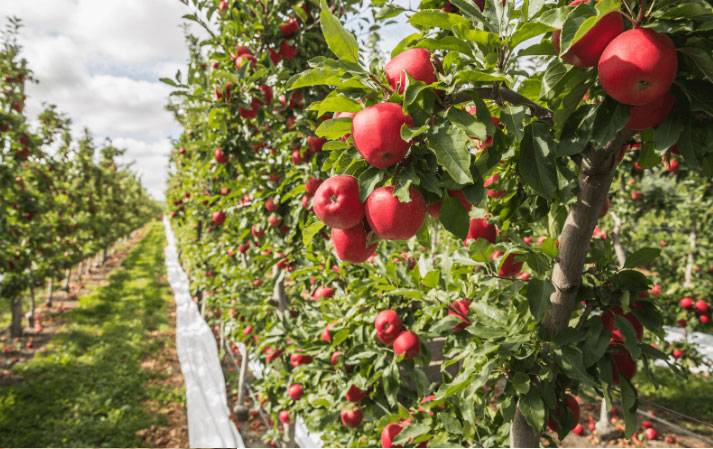 fruits vegetables packing new zealand limited
