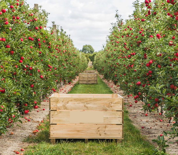 fruits vegetables packing new zealand limited